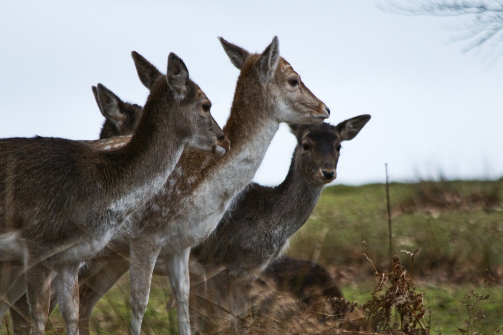 Dancing with the deers in&nbsp;Knole